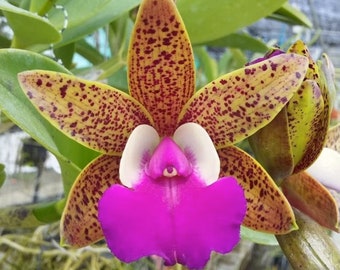 Cattleya Ratsima Spot (Fragrant) Bloom Size Orchid Plant