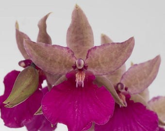 Odontonia Pacific Paranoia ‘Other Side of Cool’ Orchid Plant Starter Hawaii Grown