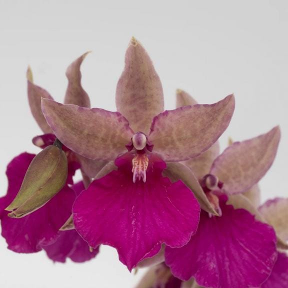 Odontonia Pacific Paranoia 'other Side of Cool' Orchid Plant