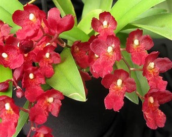 Lava Burst Puanani Orchid Plant BLOOM SIZE. Hawaii Grown
