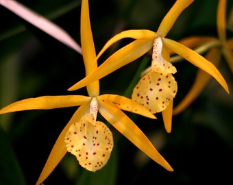 Bc. Richard Mueller (B. Nodosa x L. Milleri "Alan") Starter Orchid Plant