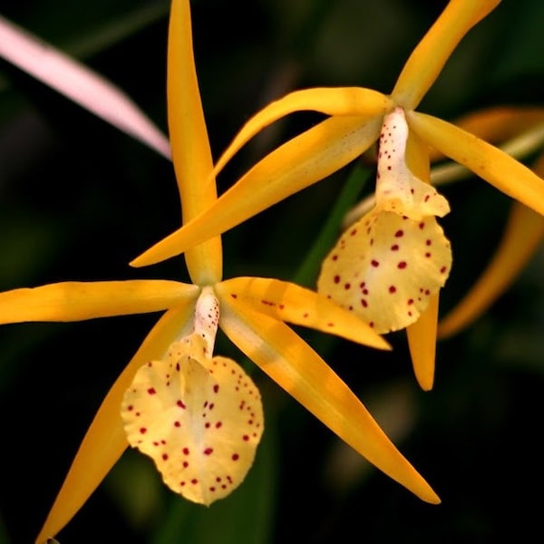 Bc. Richard Mueller (B. Nodosa x L. Milleri "Alan") Starter Orchid Plant