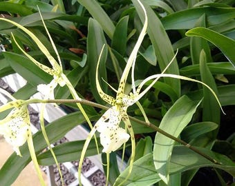 Brassia ‘Up the Water-Spout’ (‘Long Legs’) Orchid Plant Starter Hawaii Grown