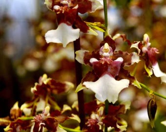 Oncidium Heaven Scent 'Redolence'  Orchid Plant Starter Hawaii Grown