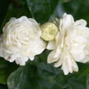 May include: Two white jasmine flowers with a closed bud. The flowers are in full bloom and have a delicate, fragrant scent.
