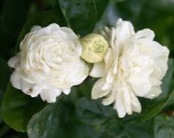 Double Rose Pikake (Hawaiian pronunciation of “peacock”) a sweet-smelling jasmine named by Princess Ka’iulani’s love of roses and peacocks