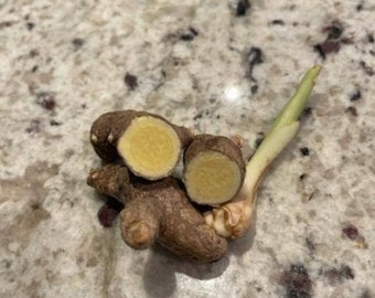 White Mango Turmeric (3) rhizomes total. CURCUMA MANGGA turmeric live healthy rootstalk rhizome grown and harvested from beautiful Hawaii