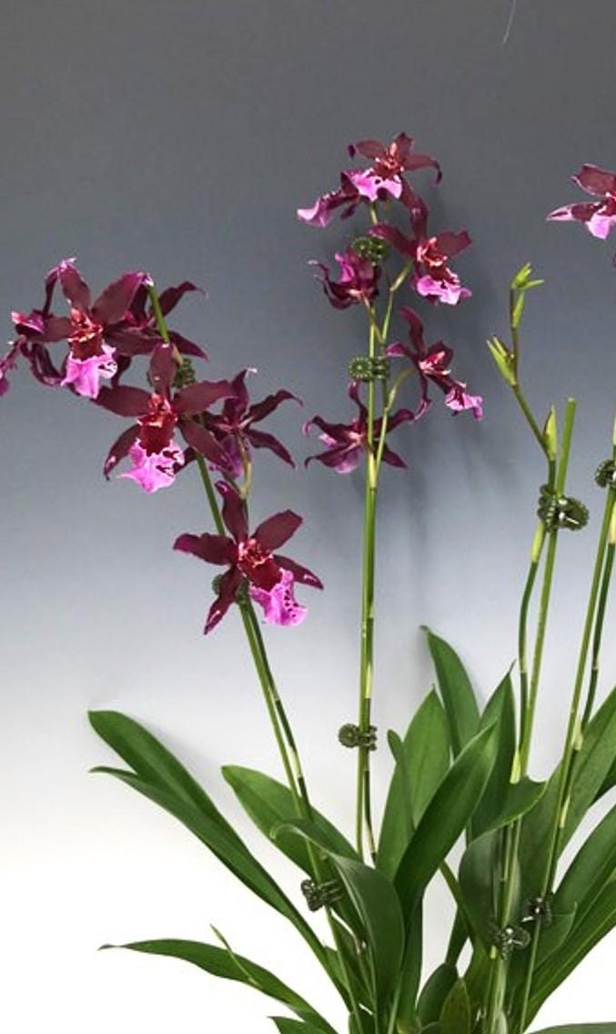 Vuylstekeara Melissa Brianne 'dark' Bloom Size Orchid Plant See