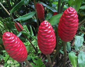 Seasonal Limited Awapuhi (Zingiber zerumbet), also known as shampoo ginger (3) rhizomes