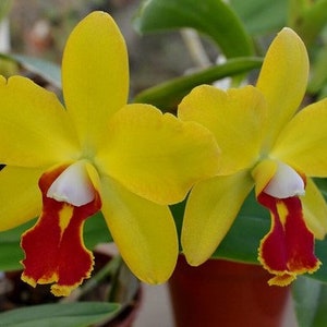 Sc. June Bug 'Venice Sunshine', AM/AOS x B Nodosa Orchid Starter Plant. Hawaii Grown