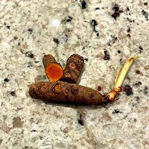 May include: Close-up of fresh turmeric root, with a vibrant orange interior visible in a cut section. The brown, textured root is displayed on a speckled, light-colored surface, with a small green sprout emerging from one end.