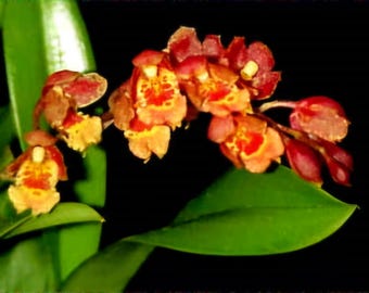 Brs Aunty Diana Aki Malika Orchid Plant Bare Root. 50 Shades of
