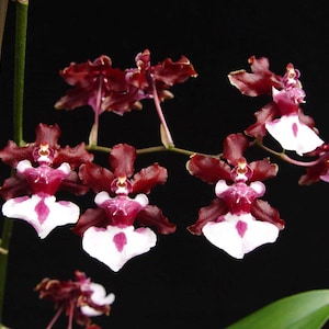 May include: Close-up of a cluster of orchids with deep burgundy petals and white and magenta markings. The flowers are set against a black background, highlighting their intricate details and vibrant colors. A green leaf is visible at the bottom.