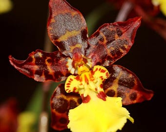 Odontocidium Sunlight ‘Pesky Panther’ HCC/AOS Orchid Plant Starter Hawaii Grown