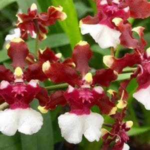 May include: Close-up of a cluster of orchids with burgundy petals and white and yellow accents. The flowers have a unique shape and are set against a backdrop of green leaves. The image highlights the intricate details of the orchid blooms.