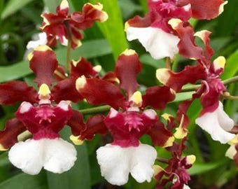 Oncidium Baby Raspberry Chocolate Orchid Plant Starter Hawaii Grown