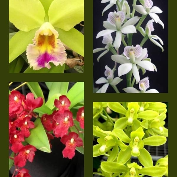 SPECIAL PURCHASE (3) Starter Orchid Plant Seedlings (Please read description for details) .... Pure 808 Aloha