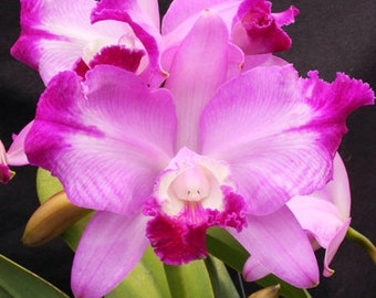 LC Dorothy Warne Favorite Orchid Starter Seedling Plant. Hawaii Grown