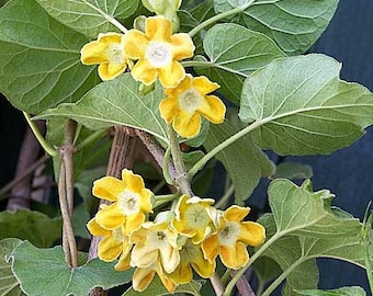 Pakalana Live Vine Plant vine