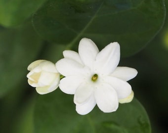 Pikake Plant. Single flower variety for Lei Making  (Pikake Lahilahi) Bloom Size