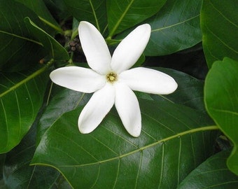 Fragrant Tiare Flower Starter Plant also called Tahitian Gardenia