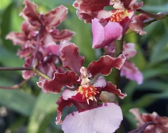 Oncidium Ruth's Rainbow 'Over the Rainbow' Orchid Plant Starter Hawaii Grown