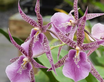 Mtssa. Charles M. Fitch 'Izumi' AM/AOS