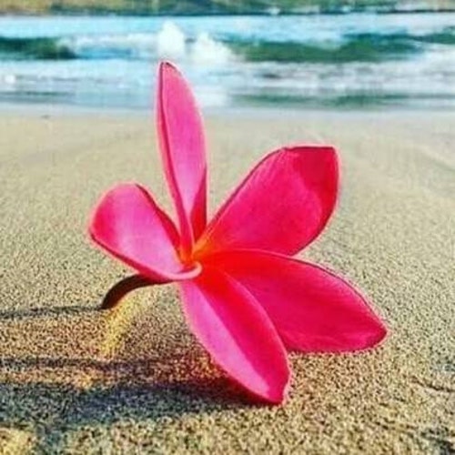 【福袋セール】 Pure808Aloha - Etsy リップグロス