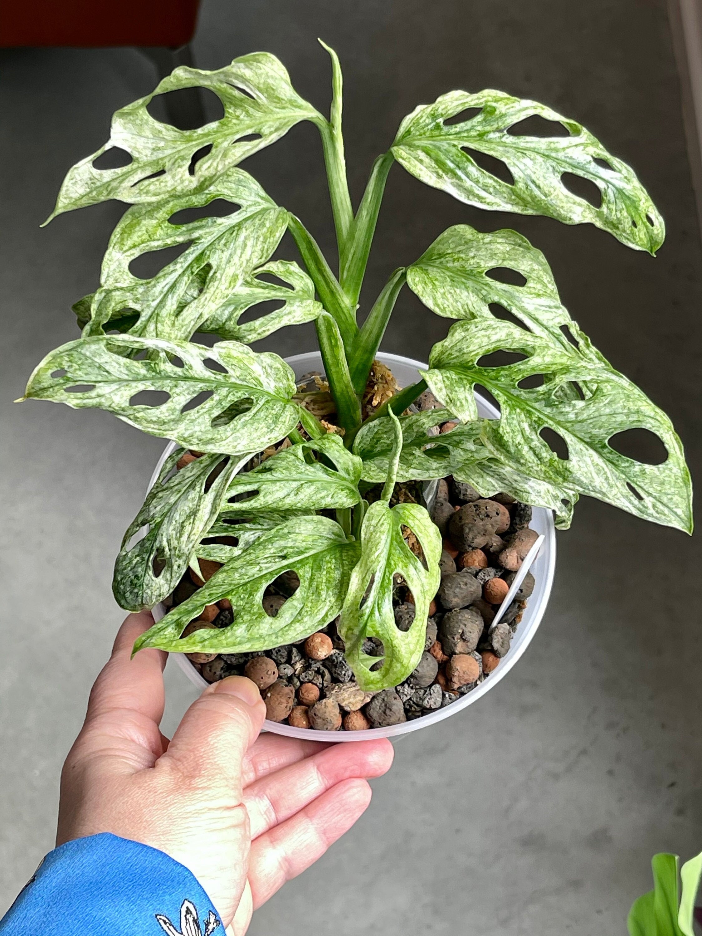 Unveiling The Enchanting Monstera Adansonii Mint Variegated: A Botanical Masterpiece
