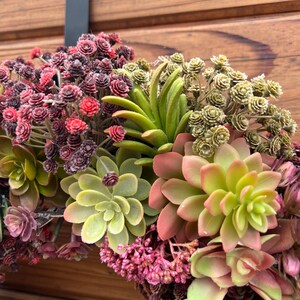 May include: A green, pink, and brown succulent wreath with small pink and green flowers.