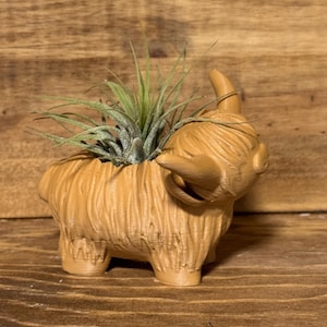 Highland Cow Air Plant Holder | Succulent | Home Decor | Flower Pot | Cute Planter | Cute Desk Decor | Work Decor | Gift | Air Plants
