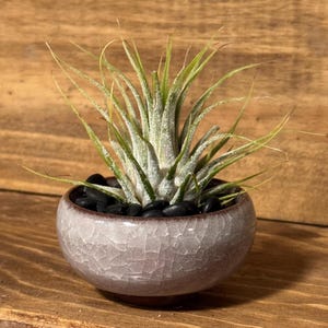 Ceramic Air Plant Holder – Small Indoor Planter for Tillandsia | Minimalist Home Decor | Handmade Boho Plant Pot | Gift for Plant Lovers