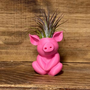 Cute Air Plant Holder, Pig Air Plant Holder, Pig Succulent Planter, Desk Air Plant Display, Desk Decor, Pig Lover, Pig Air Plant Planter
