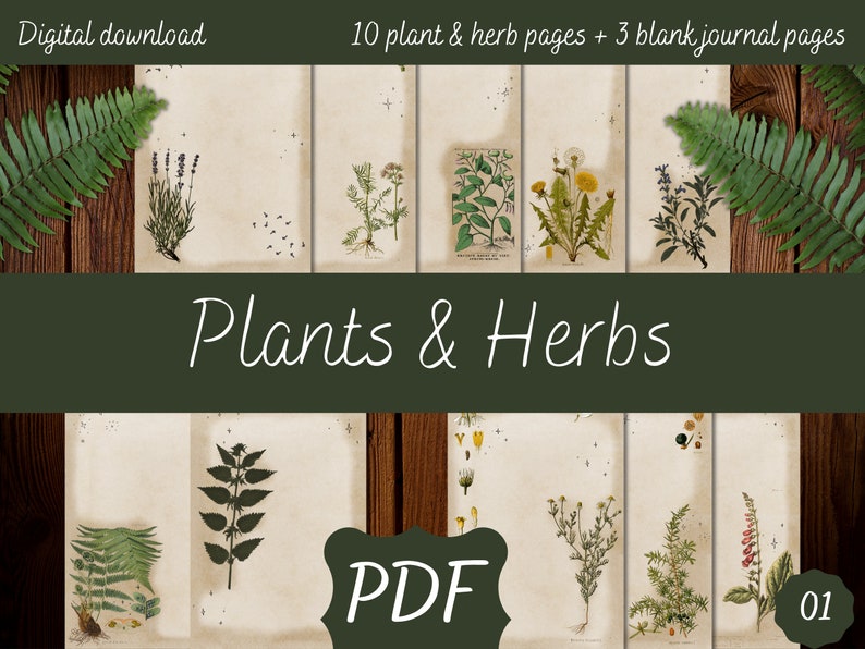 Plants & Herbs 01  Digital Download PDF A4 for Grimoire Book image 1
