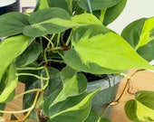 Brasil Philodendron