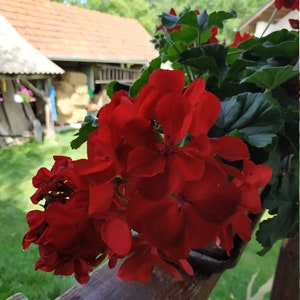 Downloadable Digital Image, Printable nature photography, Red flowers, Old country house, Downloadable Prints
