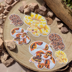 Könnte beinhalten: Eine Sammlung von fünf gestanzten Aufklebern mit Illustrationen von Königspythons in verschiedenen Farbmorphen, darunter ein leuchtend gelber Albino, ein weiß-orangefarbener Piebald und mehrere braun-schwarz gemusterte Schlangen mit sichtbaren rosa Zungen.