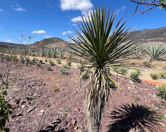 Agave Karwinskii seeds