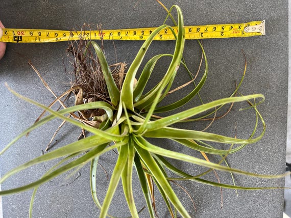 dracaena plants for sale Dracaena Warneckii White Jewel main image 1