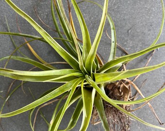 Medium Air Plant: Florida Grown Tillandsia