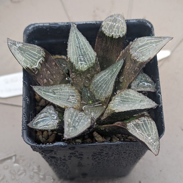 Hybride Haworthia, plantes, 100 % cultivées au Canada, (plants 7-10 cm)