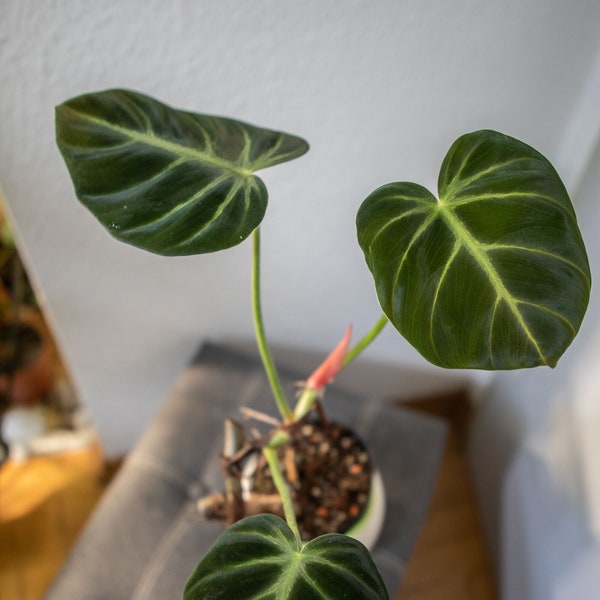 EU Seller - Philodendron Luxurians