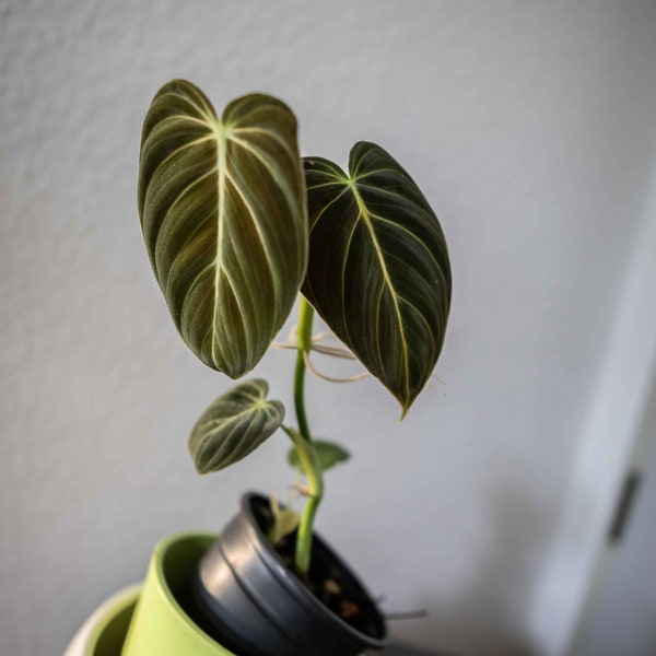 EU Seller - Philodendron Melanochrysum