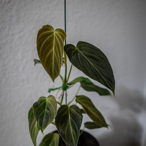 EU Seller - Philodendron Splendid (Verrucosum x Melanochrysum)