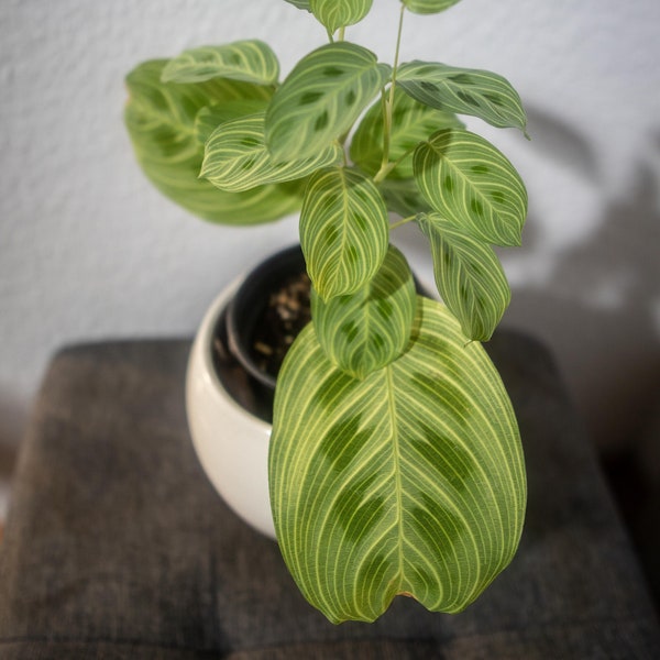 EU-Verkäufer – Maranta Light Veins