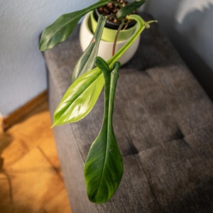 EU Seller - Philodendron Joepii