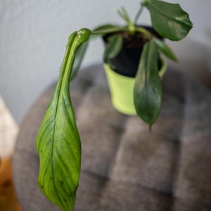 EU Seller - Philodendron Joepii