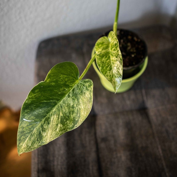 EU Seller - Philodendron giganteum variegata - Blizzard