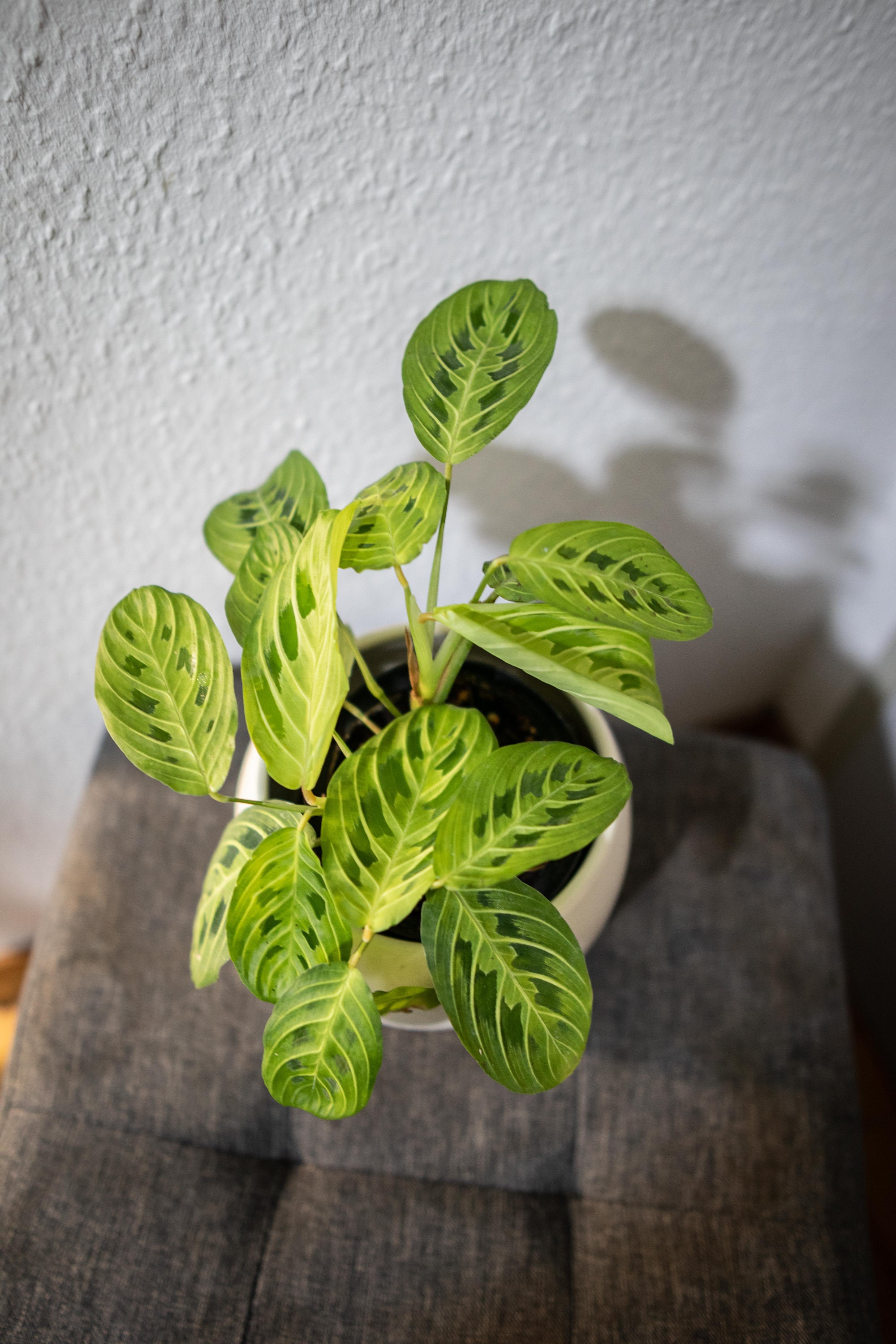 BerlinRarePlants - Etsy Ireland