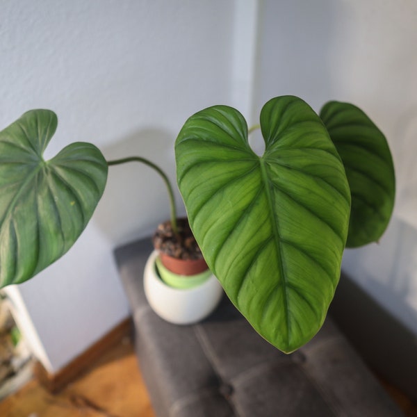 EU Seller - Philodendron SP Colombia